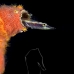 blenny_arrow_mog_jar_v_0345_cub2122.jpg